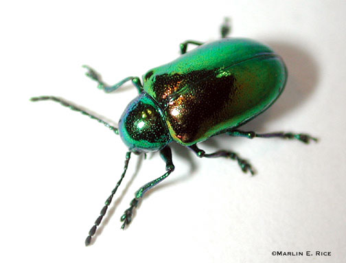 dogbane_beetle.jpg